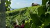 Traumhafte Eck-Gartenwohnung mit RIESENGARTEN und TERRASSE in ruhiger Sackgassenlage! Mitten im Genussidyll Südsteiermark! - PDSB7501